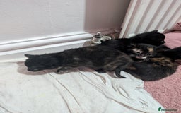Mixed Breed cats for sale: Kittens for sale - Image 4