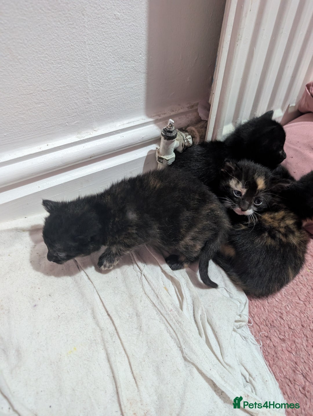 Mixed Breed cats for sale: Kittens for sale - Image 4