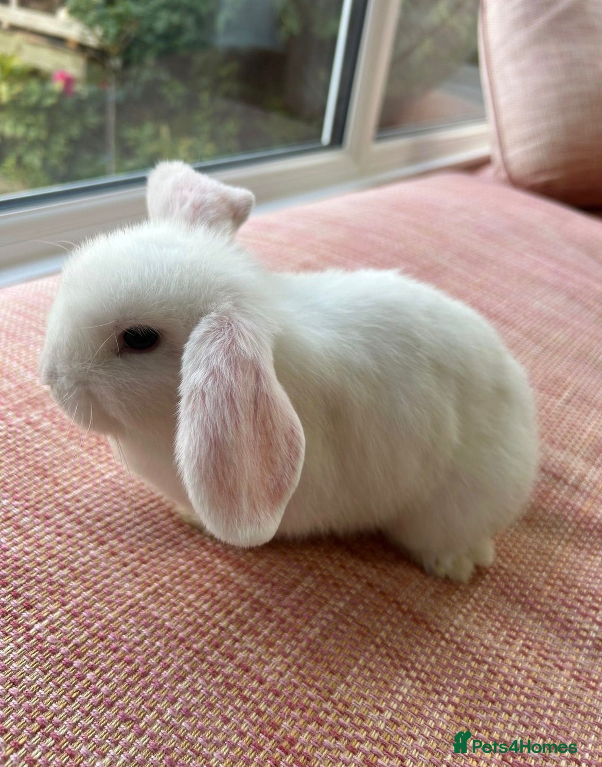 Mini Lop rabbits Mini Lop Buck - Advert 9