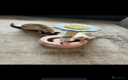 Siamese cats for sale: Siamese cats  - Image 5