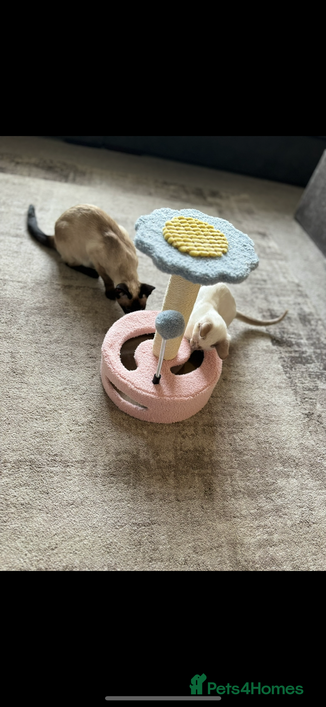Siamese cats for sale: Siamese cats  - Image 5