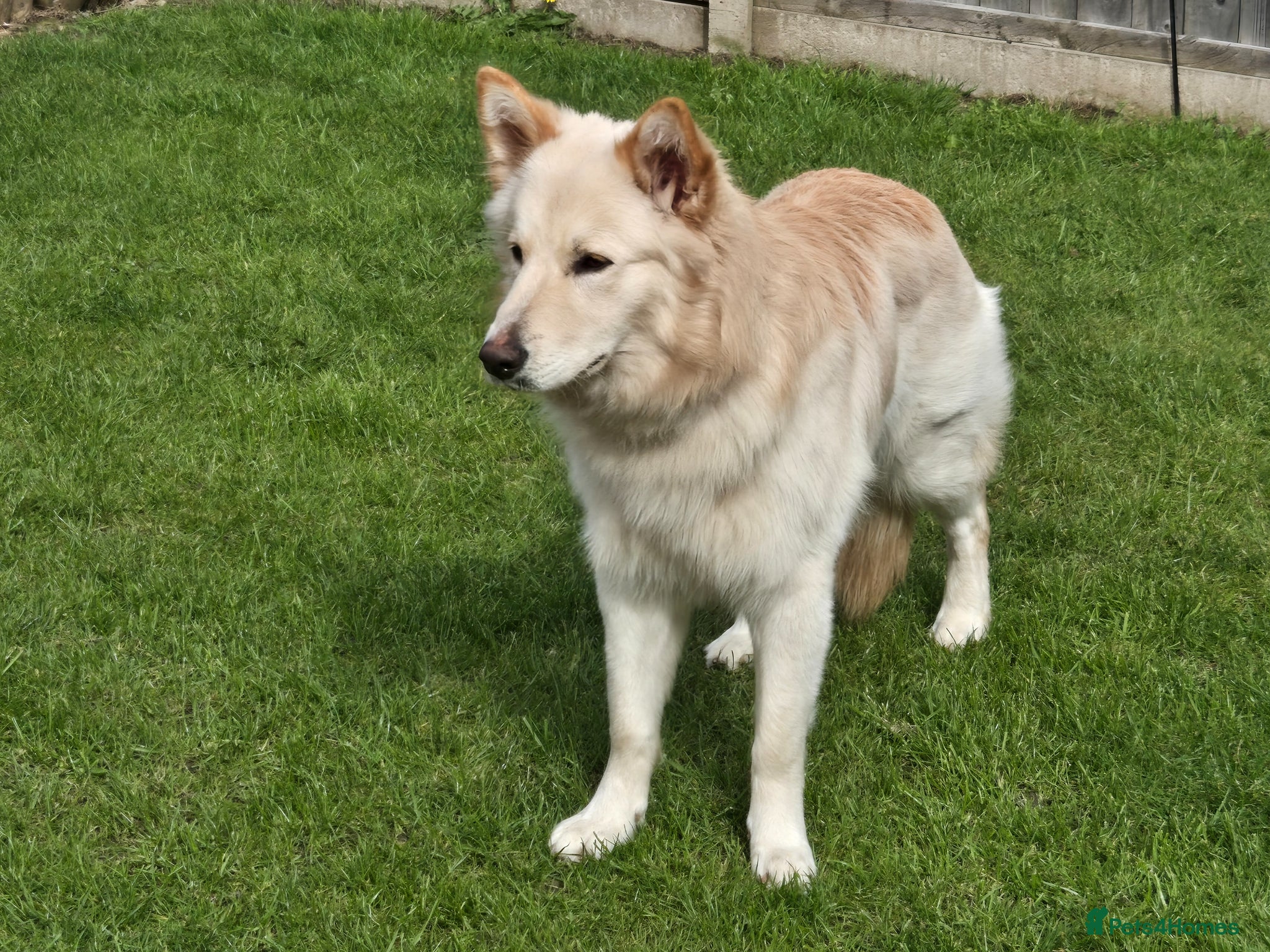 German Shepherd dogs Stunning champagne male GSD - Advert 5