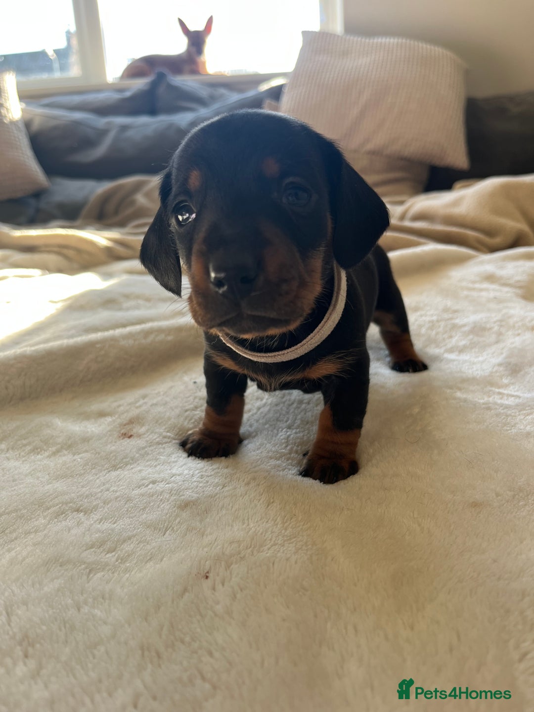 Miniature Dachshund dogs for sale: Beautiful Baby Sausages - Advert 6