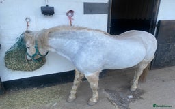Welsh Section A horses for sale: Welsh section A mare - Image 4