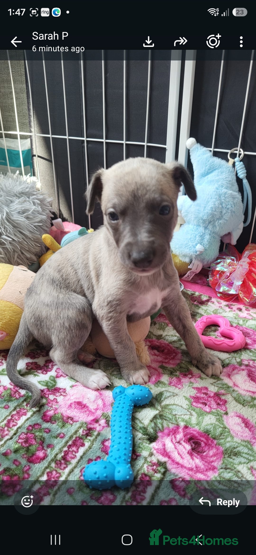 Whippet dogs Beautiful kc puppies not ready for 6 weeks  - Advert 2