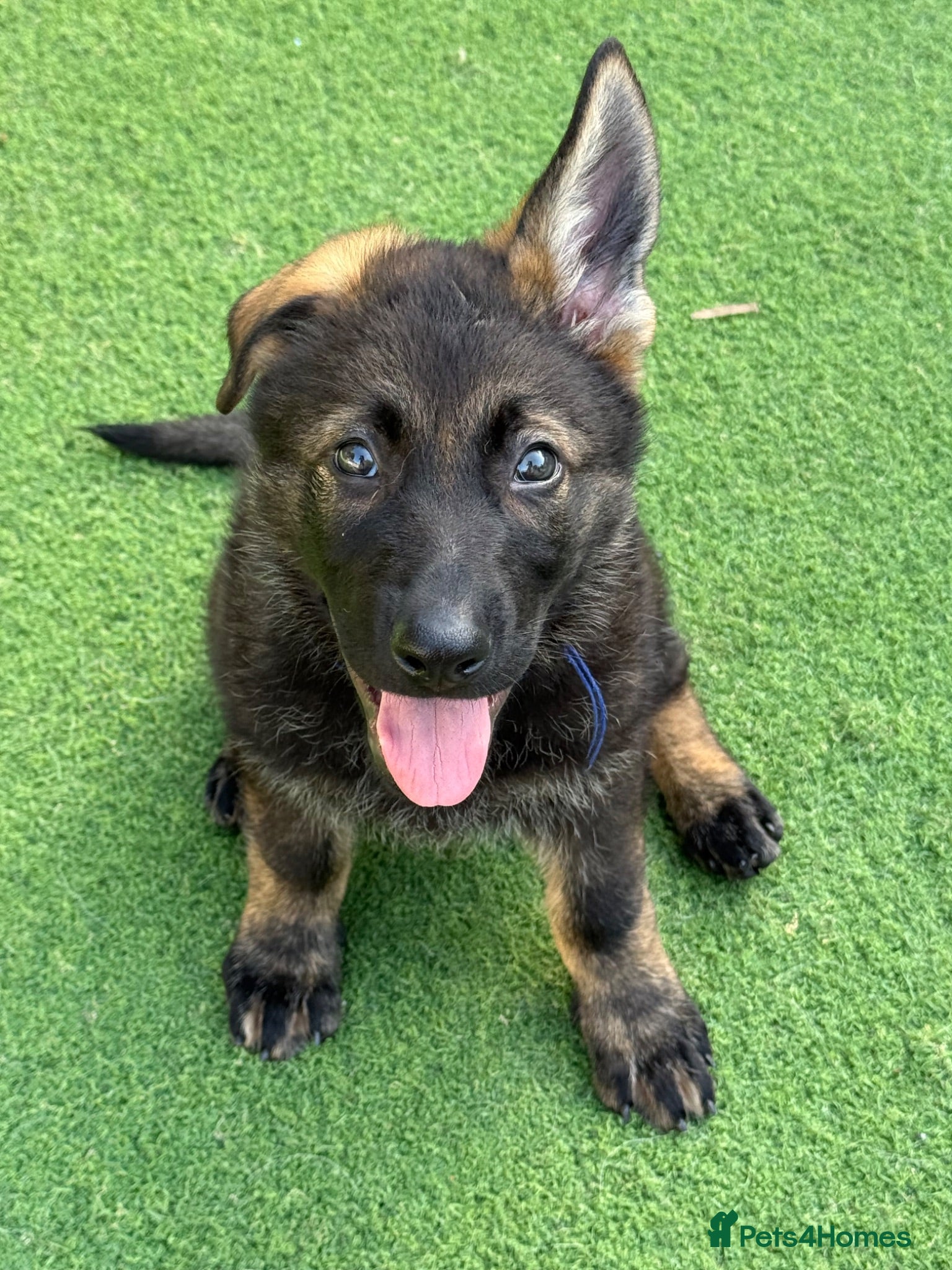 German Shepherd dogs Exceptional KC Reg Czech Working Line GSD Puppies - Advert 2
