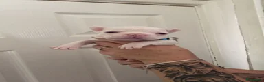 French Bulldog Puppy 5