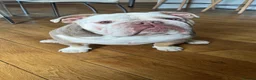 English Bulldog dogs for sale: English Bulldog for rehoming - Advert 2