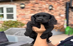 Cocker Spaniel dogs for sale: Ready Now 🐾 Champion bred working cocker boys  - Image 4