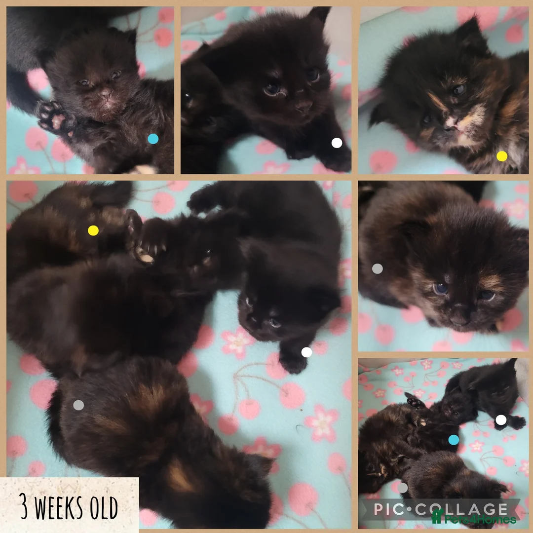 Maine Coon cats for sale: 🐾🐈‍⬛GORGEOUS 6 WEEK OLD MAINE COON KITTENS🐈‍⬛🐾 - Advert 9