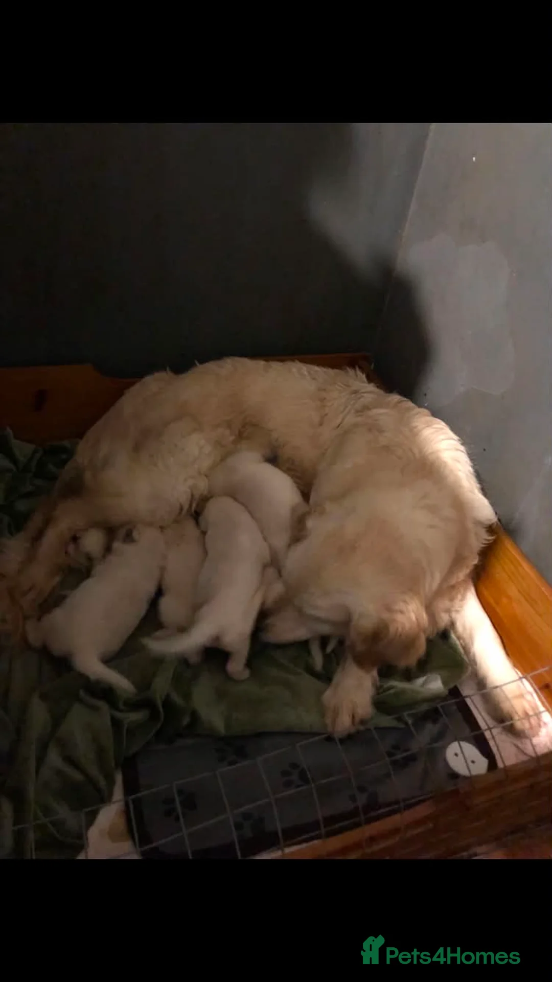 Golden Retriever dogs for sale: Beautiful golden retriever puppies  - Advert 18
