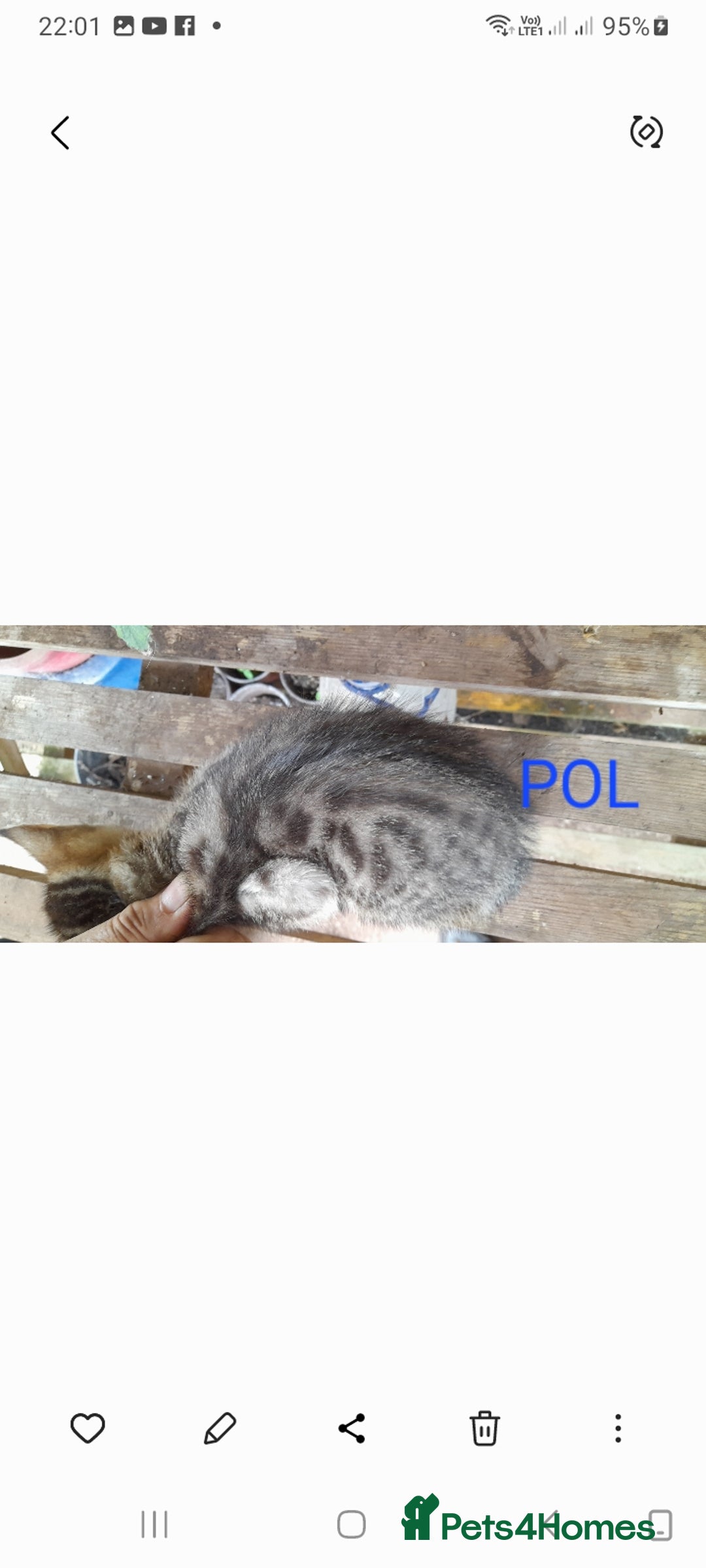 Mixed Breed cats for sale: Beautiful farm kittens  - Image 11