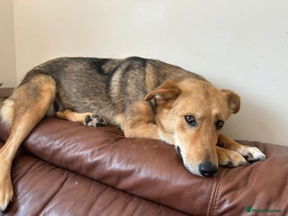 Mixed Breed dogs - Advert 21
