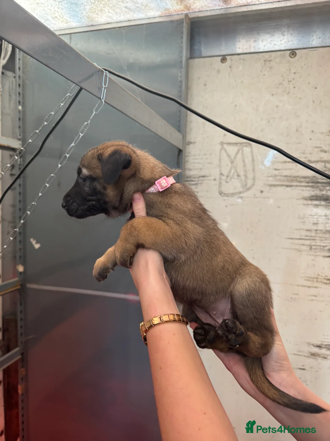 Belgian Shepherd Dog dogs for sale: Gorgeous Belgian Malinois Puppies - Advert 14