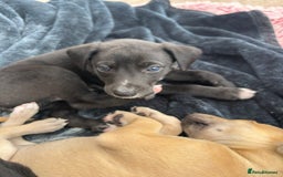 Whippet dogs for sale: 3 Whippets available from 10/09/25 - Image 4