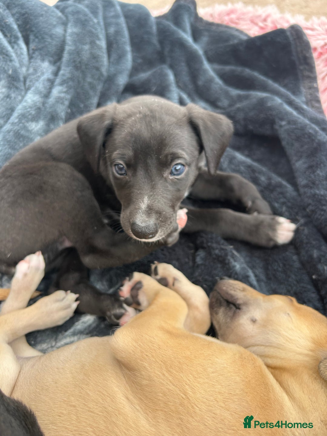 Whippet dogs for sale: 3 Whippets available from 10/09/25 - Image 4