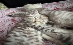 British Shorthair cats for sale: British Short Hair White Kittens  - Image 6