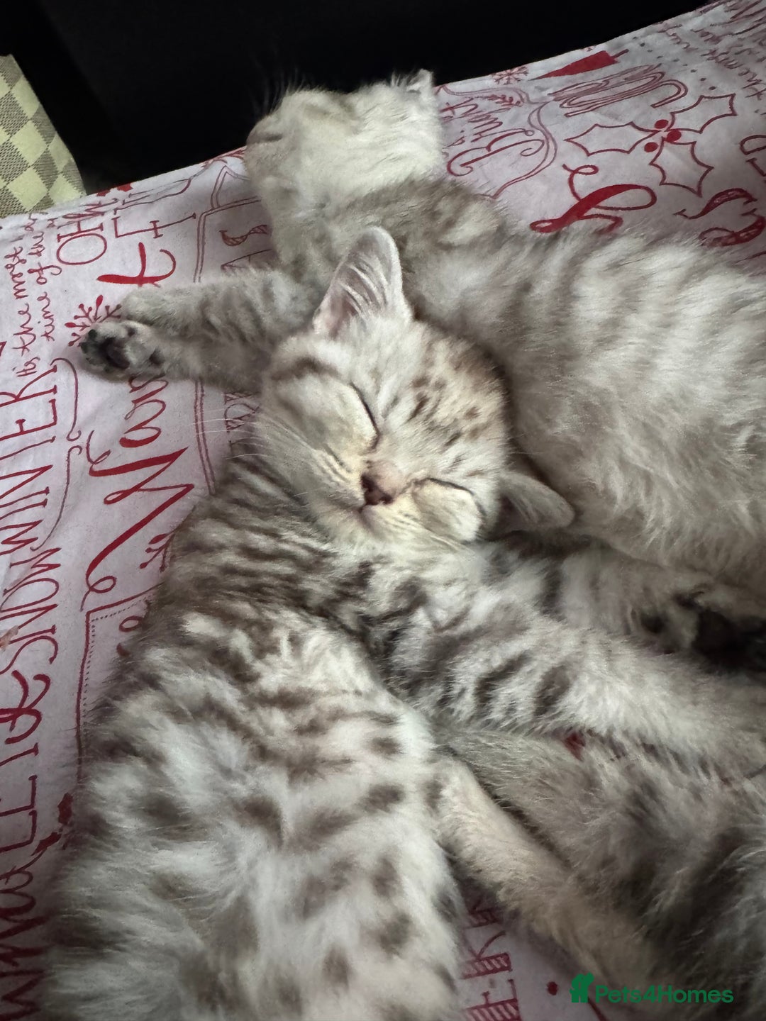 British Shorthair cats for sale: British Short Hair White Kittens  - Image 6
