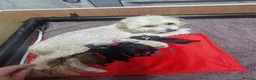 Maltipoo dogs for sale: F1b Maltipoo pups - Advert 8