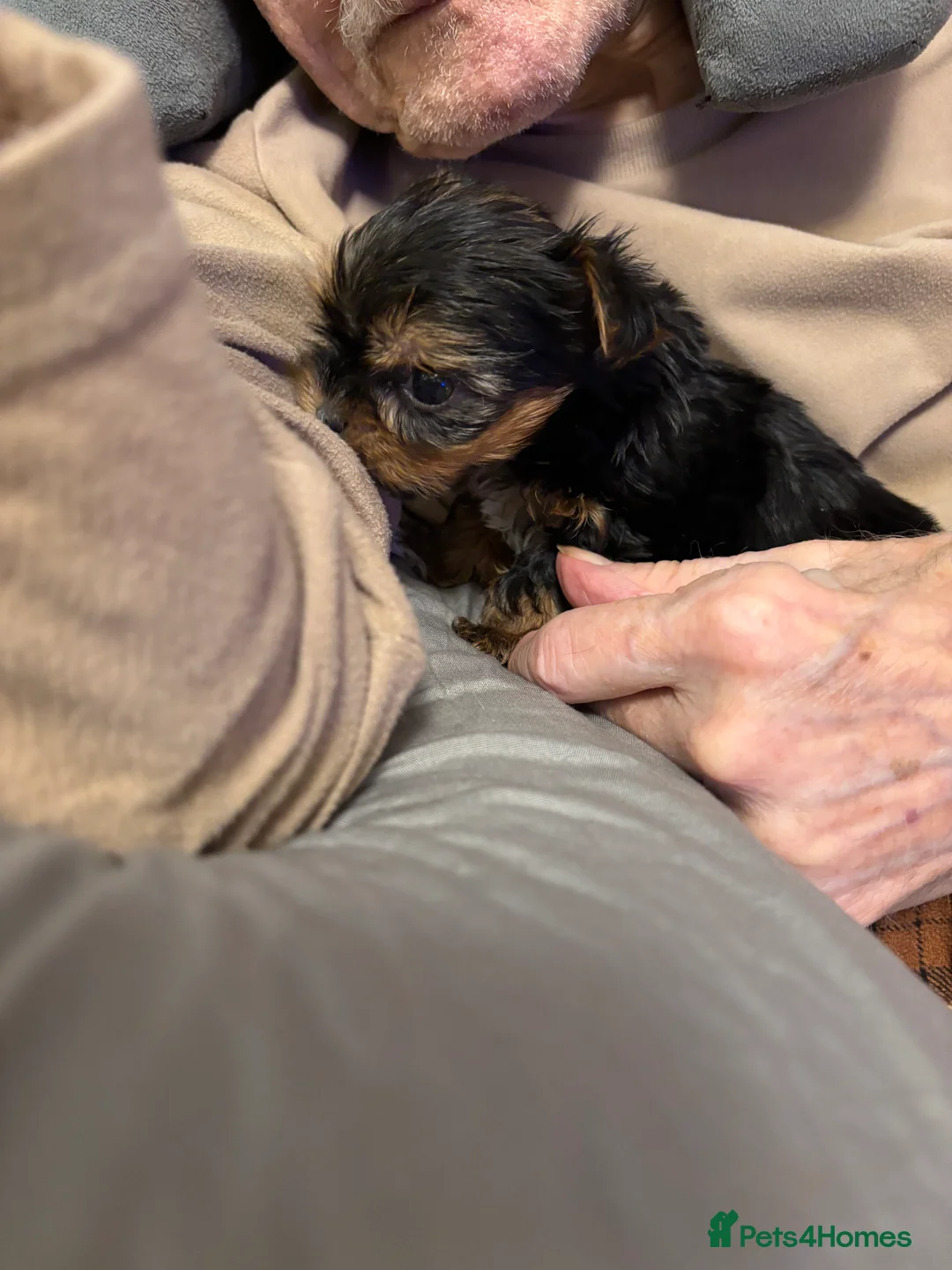 Yorkshire Terrier dogs for sale: Beautiful ned (pedigree name) - Advert 5