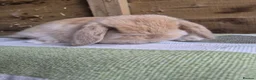 Mini Lop rabbits for sale: Mini lop babies - Advert 10