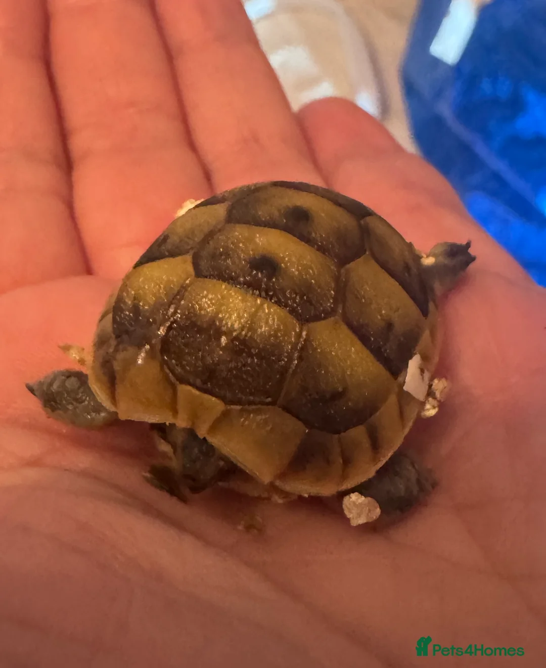 Tortoise reptiles for sale: Hatchling spur thigh tortoises  - Advert 2