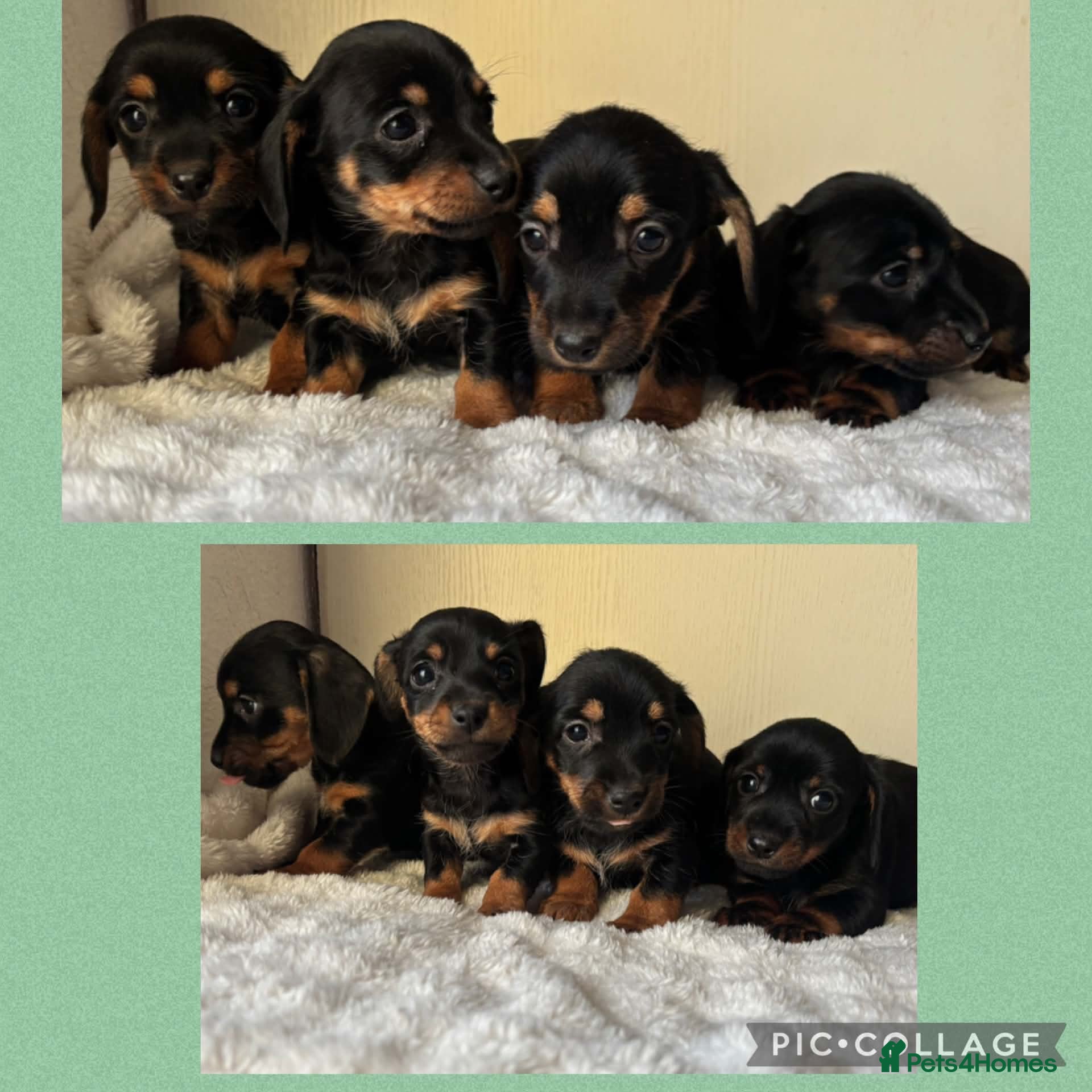 Jackshund dogs for sale: Mini dachshund cross jack puppies  - Advert 2