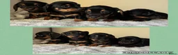 Jackshund dogs for sale: Mini dachshund cross jack puppies  - Advert 1