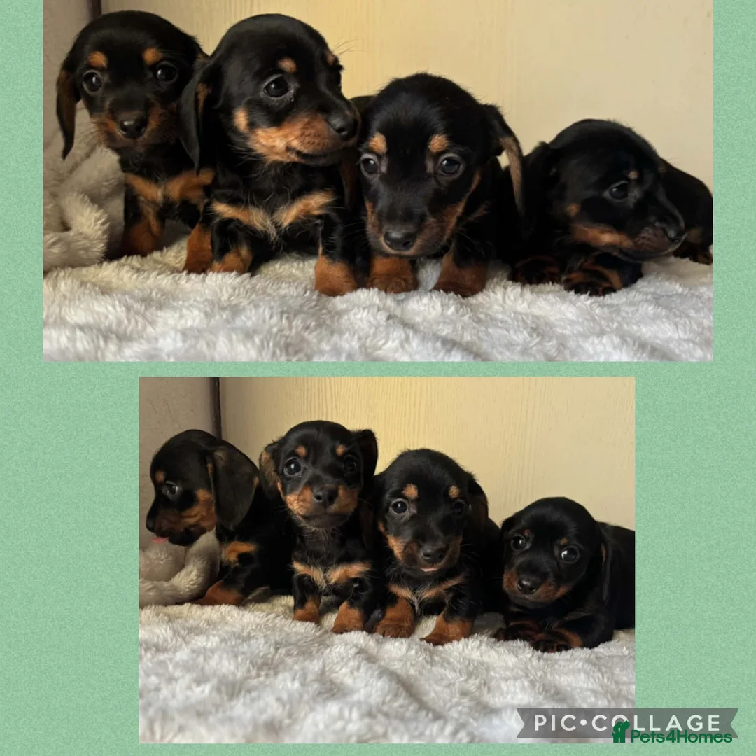 Jackshund dogs for sale: Mini dachshund cross jack puppies  - Advert 1
