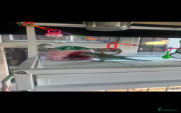 Parakeets birds for sale: Two Quaker parakeets+large cage  - Image 5