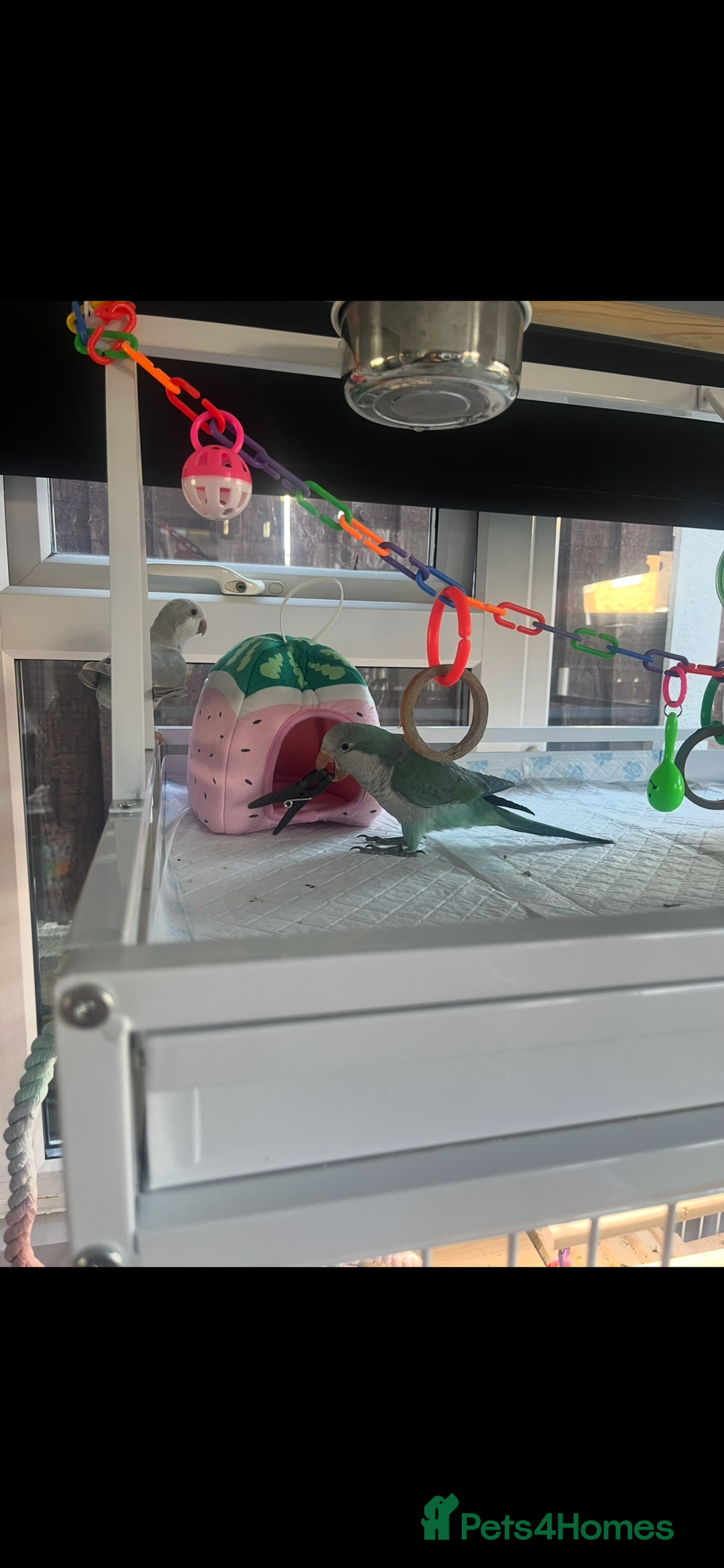 Parakeets birds for sale: Two Quaker parakeets+large cage  - Image 5