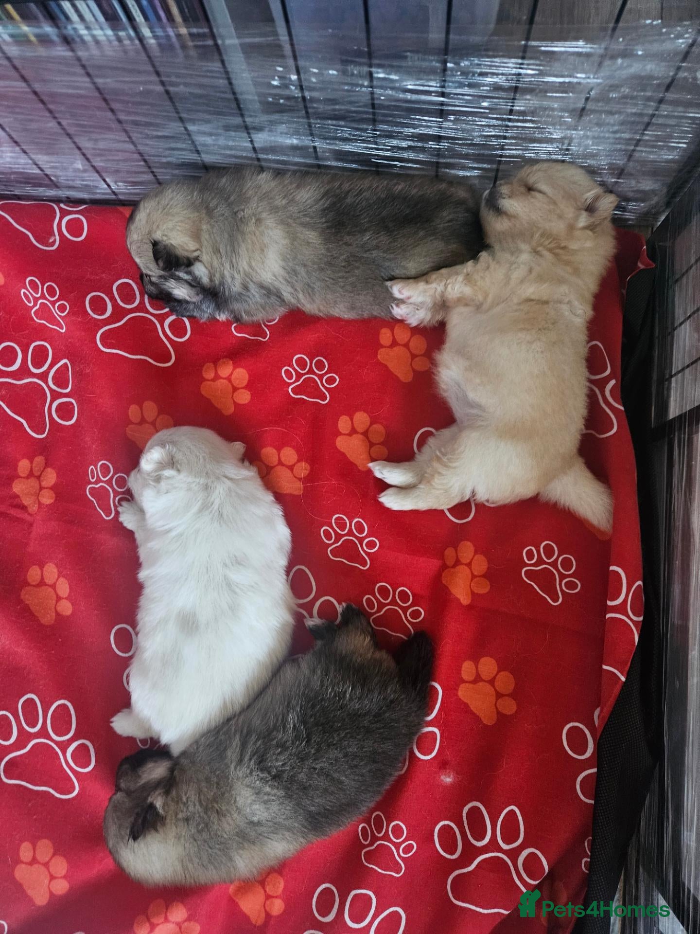 Pomeranian dogs 2 pomeranian puppies remaining  - Advert 9