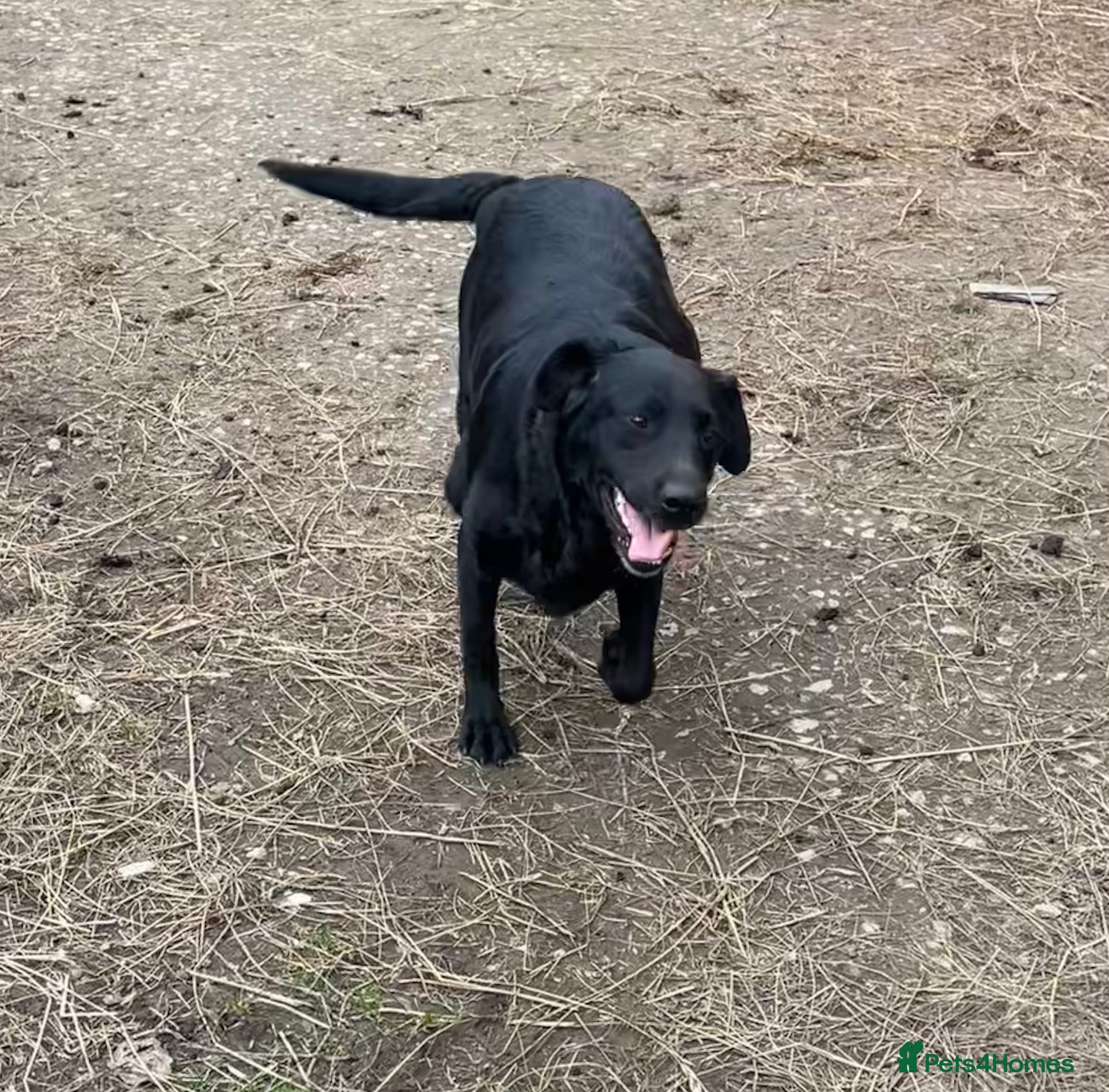 Labrador Retriever dogs Beautiful Labrador puppies  - Advert 8
