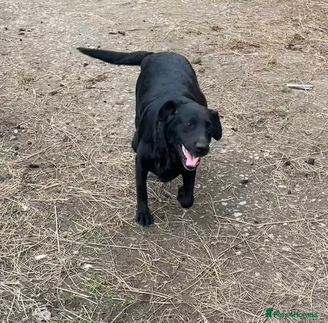 Labrador Retriever dogs for sale: Beautiful Labrador puppies  - Advert 1