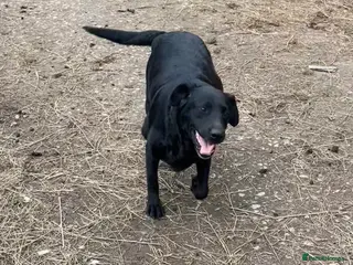 Labrador Retriever dogs Beautiful Labrador puppies - Advert 8