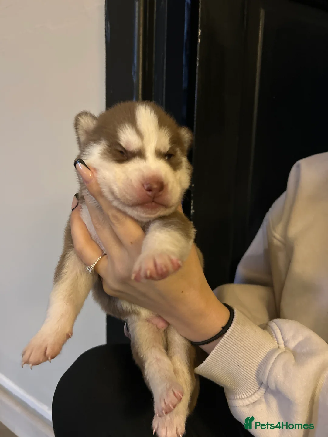 Siberian Husky dogs for sale: 5 huskies for sale - Advert 12