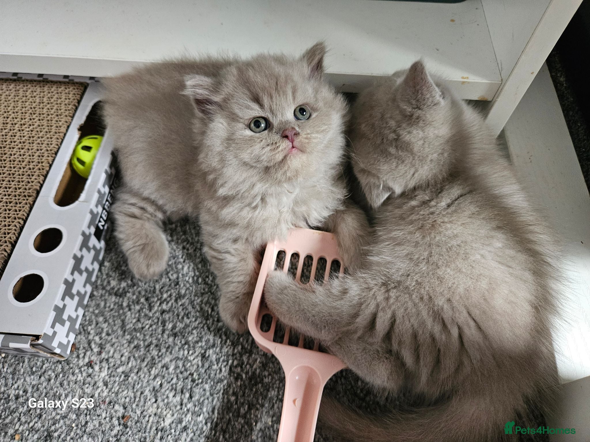 British Shorthair cats British shorthair / longhair  - Advert 3