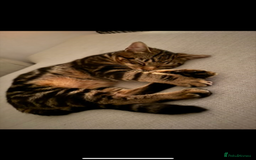 Domestic Shorthair cats for sale: Lovely male cat needing a new home - Image 3