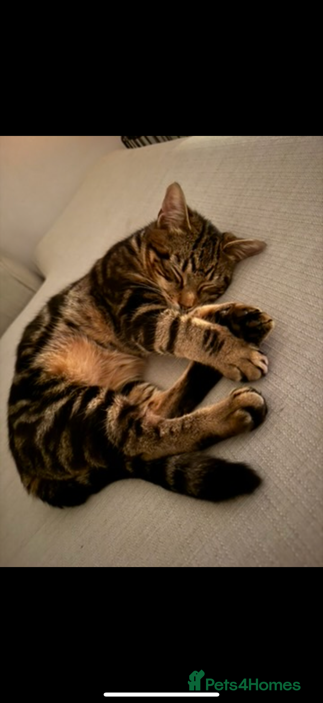 Domestic Shorthair cats for sale: Lovely male cat needing a new home - Image 3