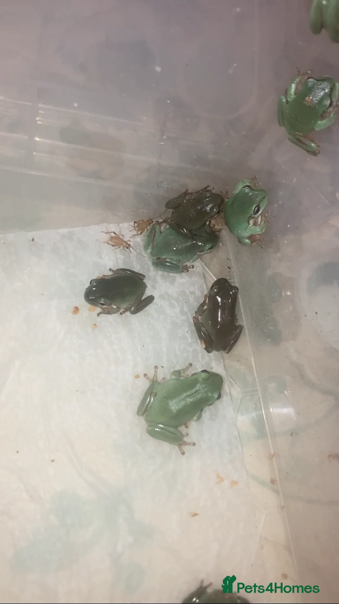 Frog reptiles for sale: Whites tree froglets  - Advert 4