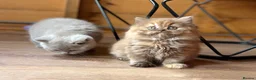 British Shorthair cats for sale: British Shorthair Boy - Advert 5