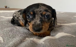 Miniature Dachshund dogs for sale: Affectionate loving silver dapple doxies  - Image 6