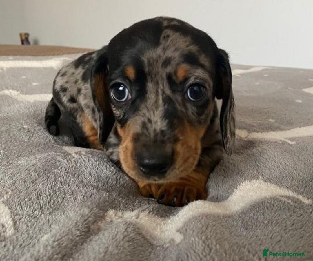 Miniature Dachshund dogs for sale: Affectionate loving silver dapple doxies  - Image 6
