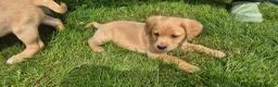 Labrador Retriever dogs for sale: Beautiful and handsome lab puppies - Advert 9