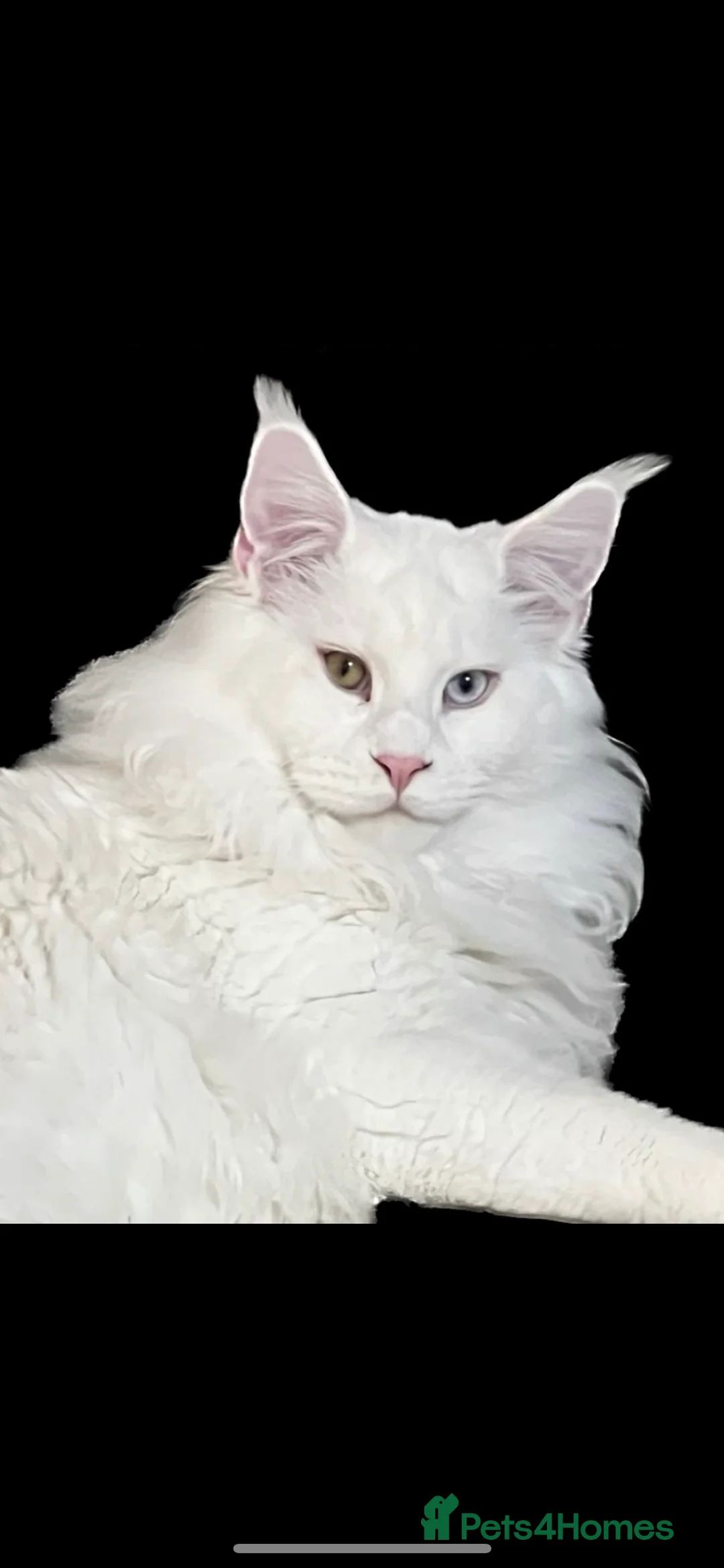 Maine Coon cats for stud: XL STUD AVAILABLE AND KITTENS in Brighouse - Advert 5