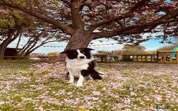 Border Collie dogs for stud: Stunning Entire Collie for Stud - Image 2