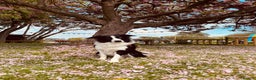 Border Collie dogs for stud: Stunning Entire Collie for Stud - Advert 2