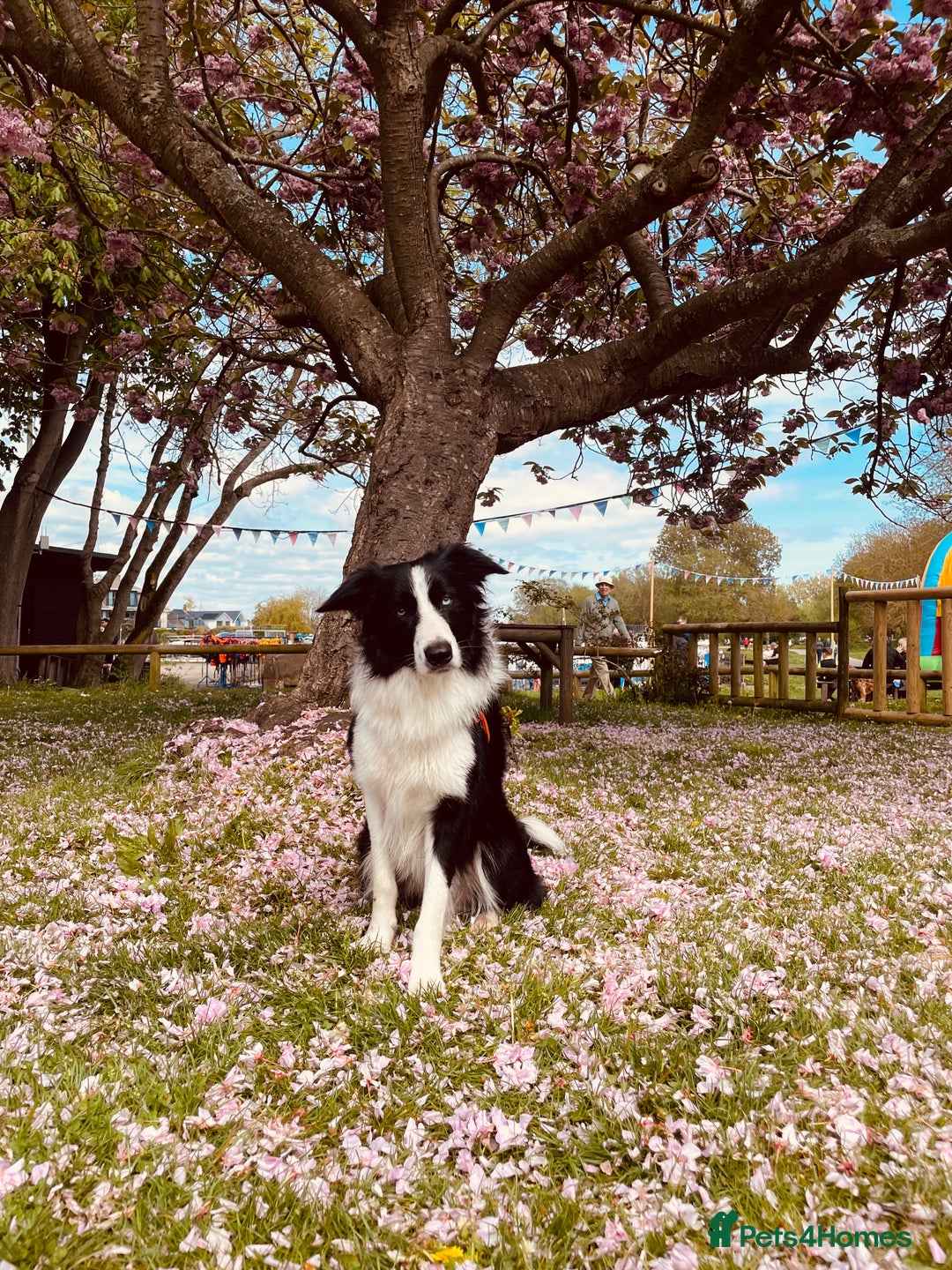 Border Collie dogs for stud: Stunning Entire Collie for Stud - Image 2
