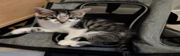 Mixed Breed cats for sale: Beautiful kittens for sale  - Advert 4