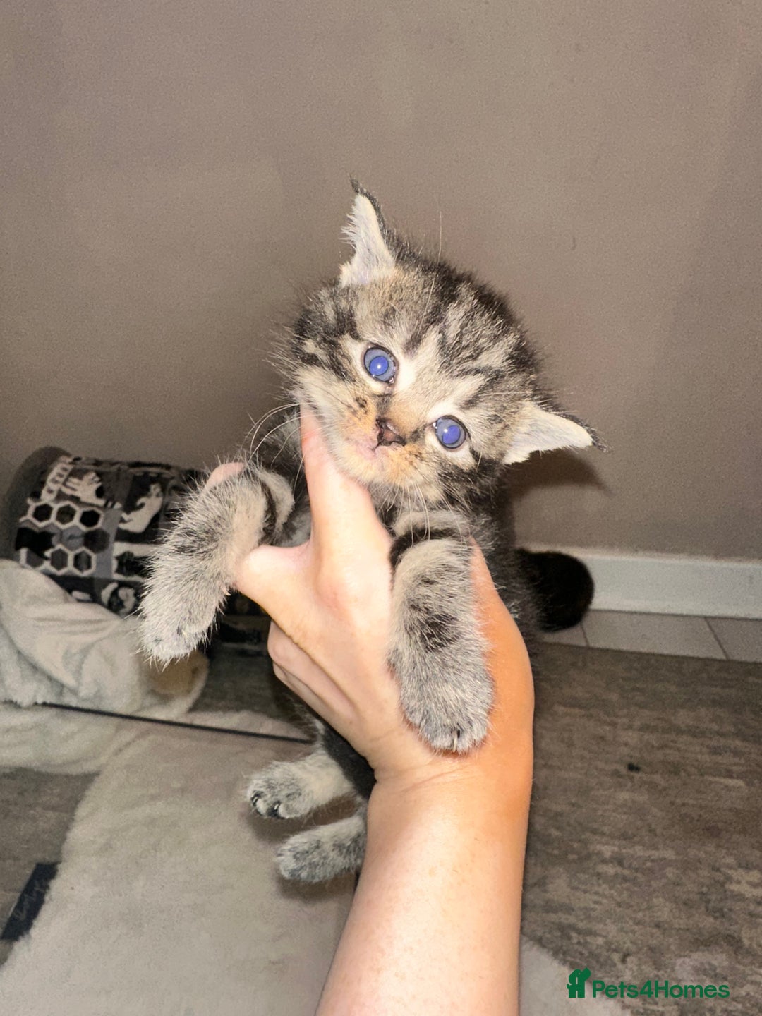 Maine Coon cats for sale: 5 MAINE COON X BABIES FOR SALE  - Advert 7